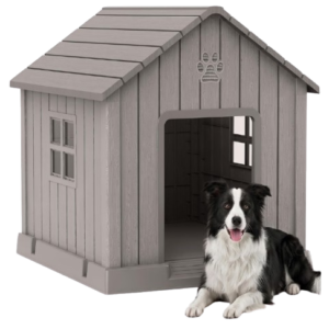 Big Dog House
