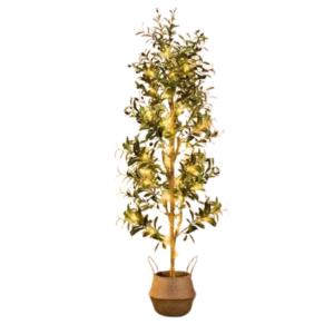 Olive Tree
