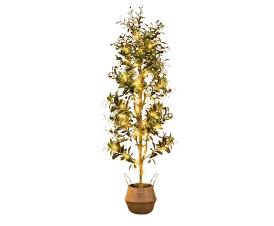 Olive Tree